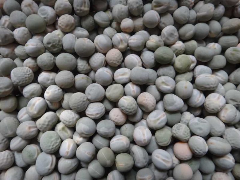 Alaska pea