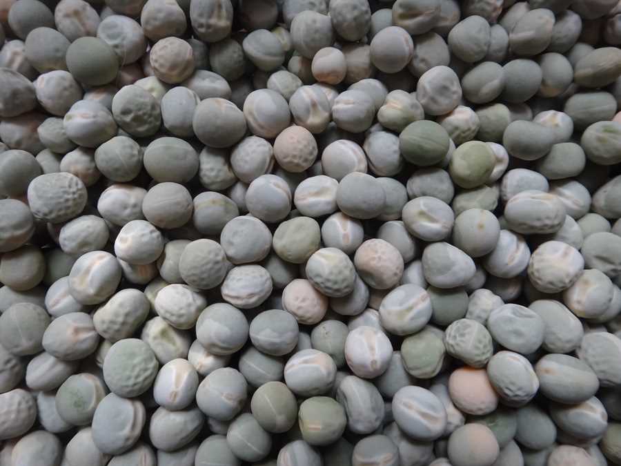 Alaska pea
