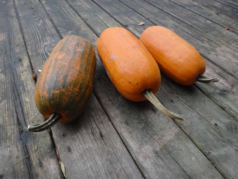 Algonquin pumpkin