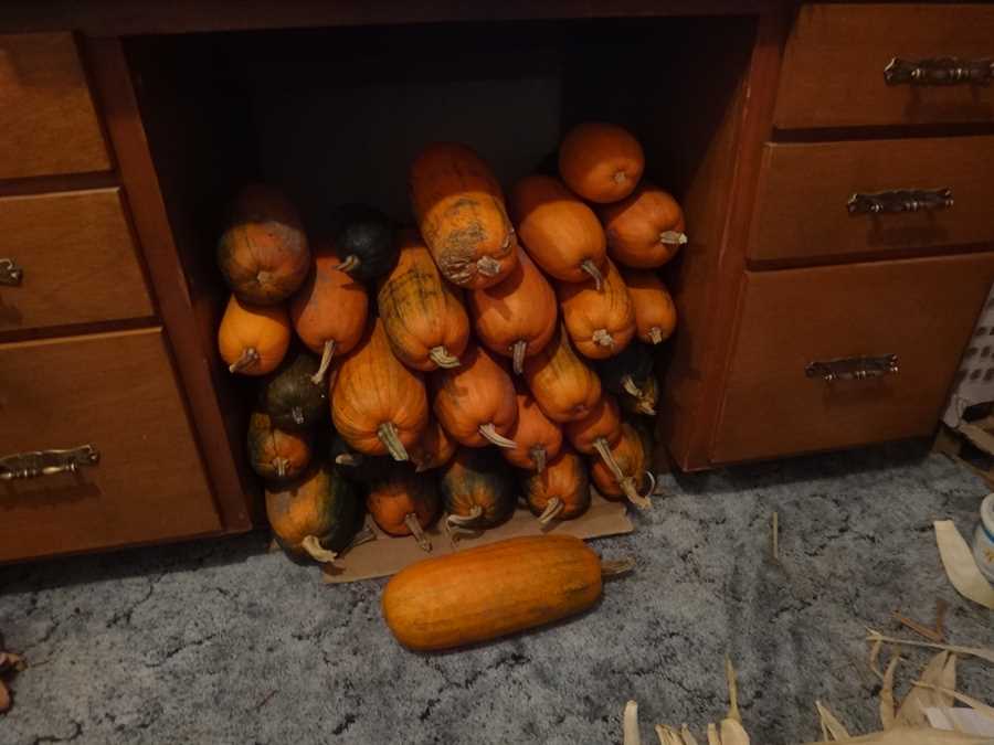 Algonquin pumpkin - Image 4