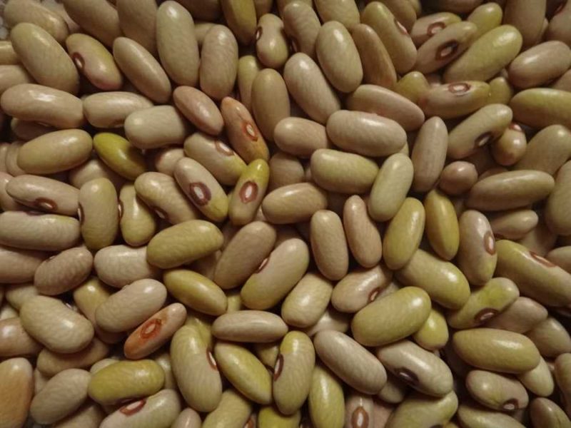 Arikara Yellow bean