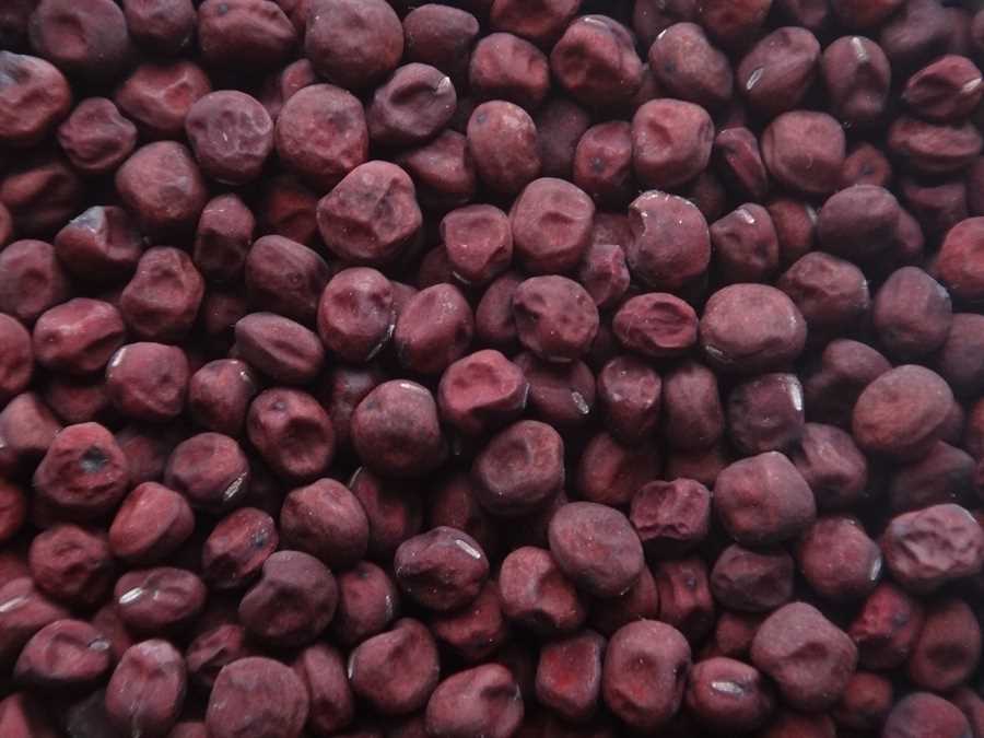 Bishkopens Gråært pea
