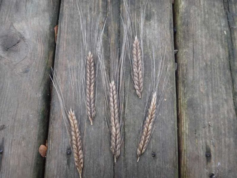 Black einkorn