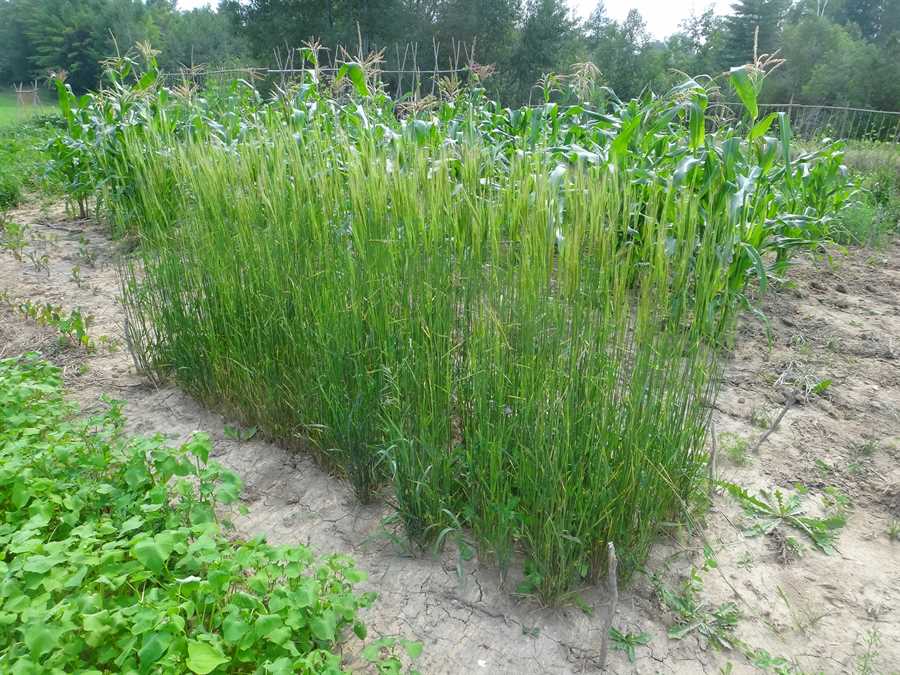 Black einkorn - Image 2