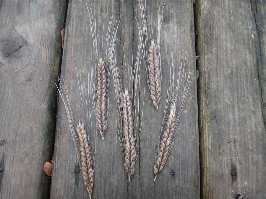 Black einkorn