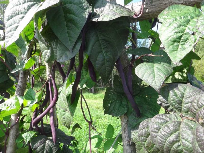 Blauhilde bean