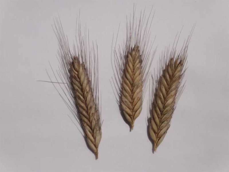 Blé dur Arcour einkorn