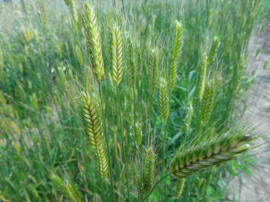 Blé dur Arcour einkorn - Image 2