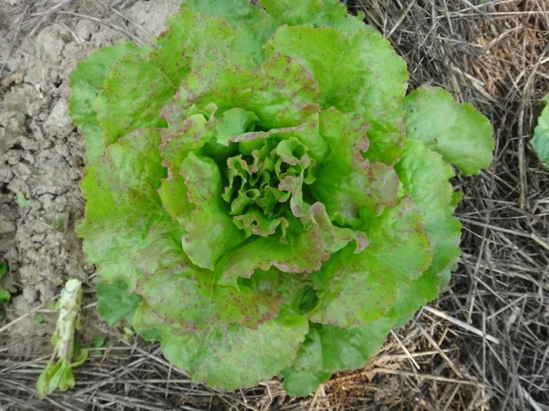 Brown Dutch Winter lettuce
