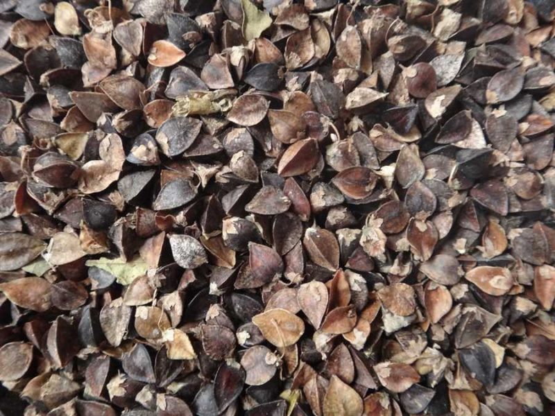 Buckwheat