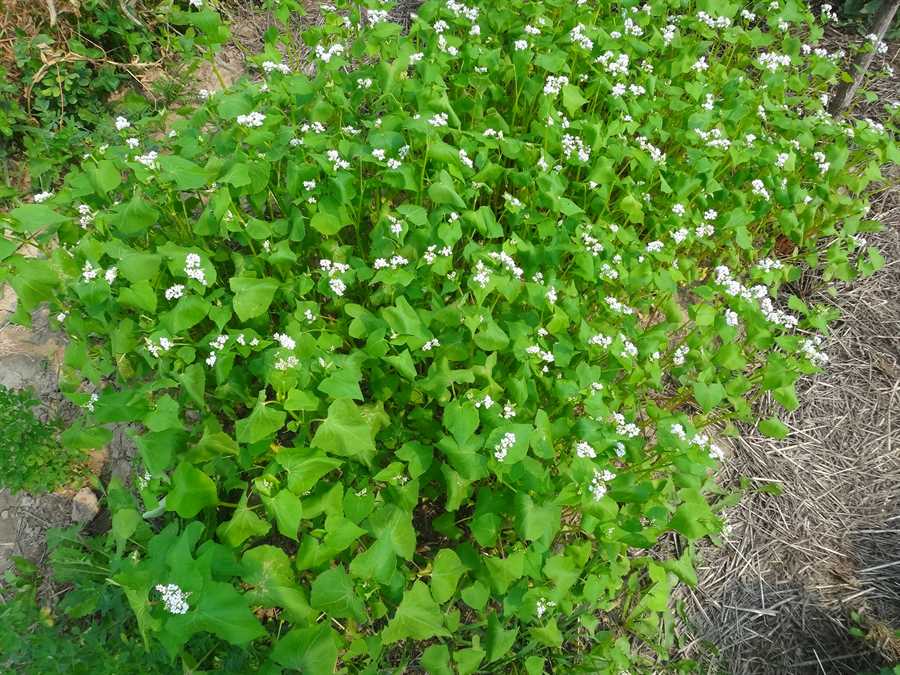 Buckwheat - Image 4
