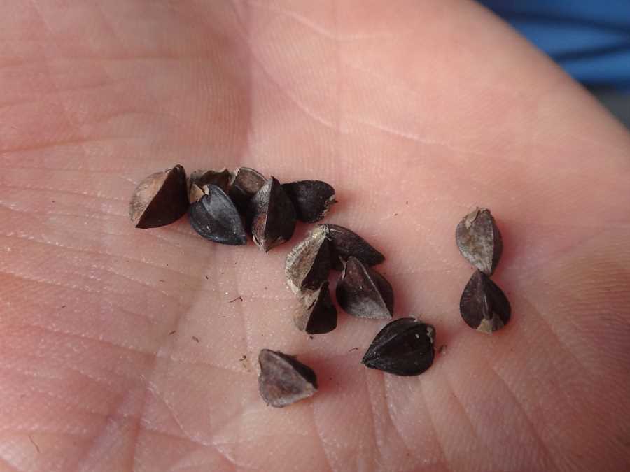 Buckwheat - Image 2