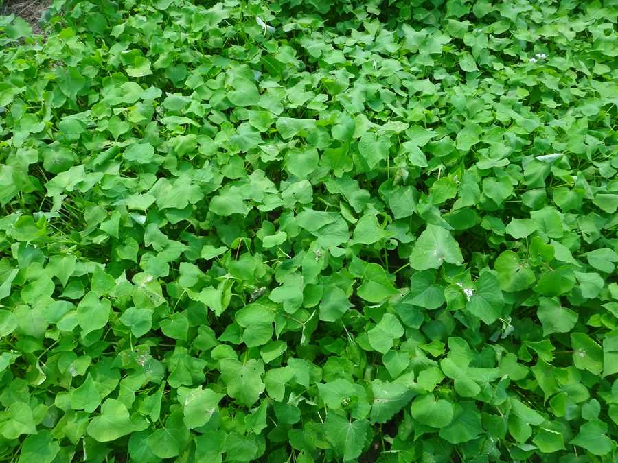 Buckwheat - Image 3