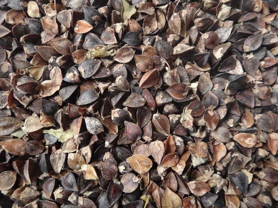 Buckwheat