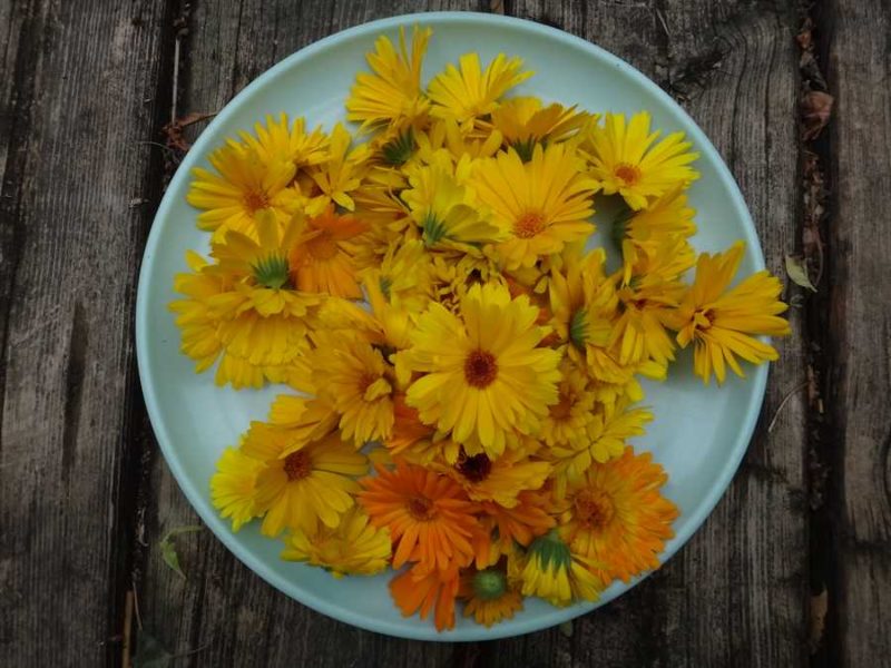Pacific Beauty Mix calendula