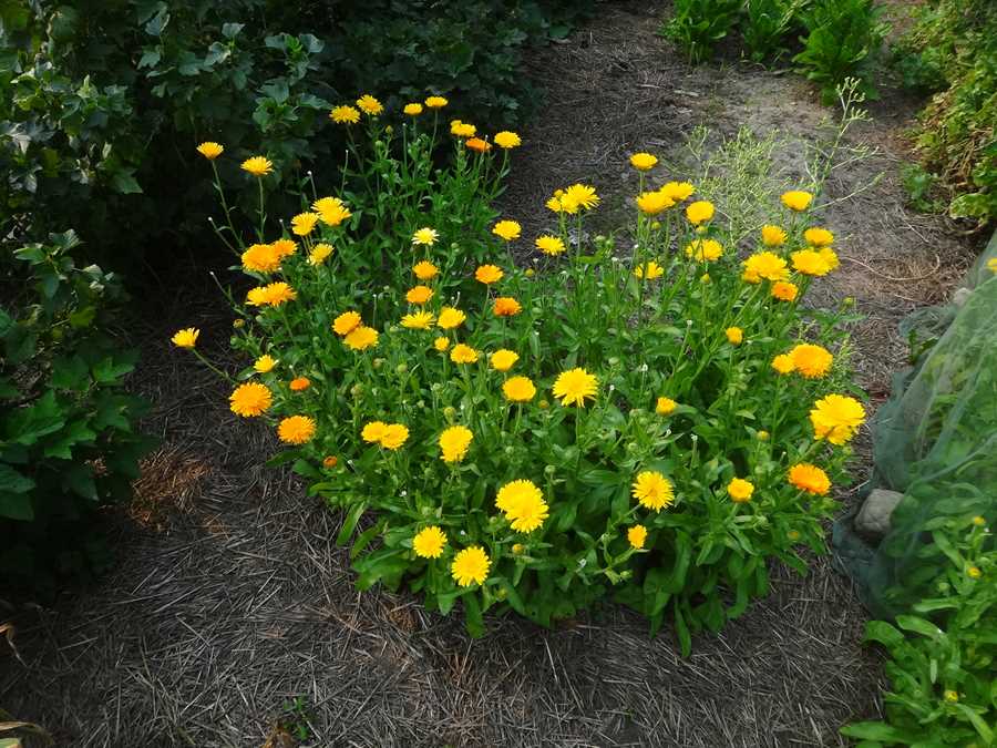 Pacific Beauty Mix calendula - Image 2