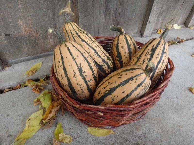 Candystick Dessert Delicata squash