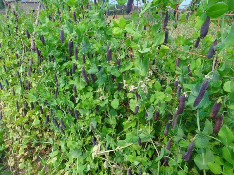Capucijner pea