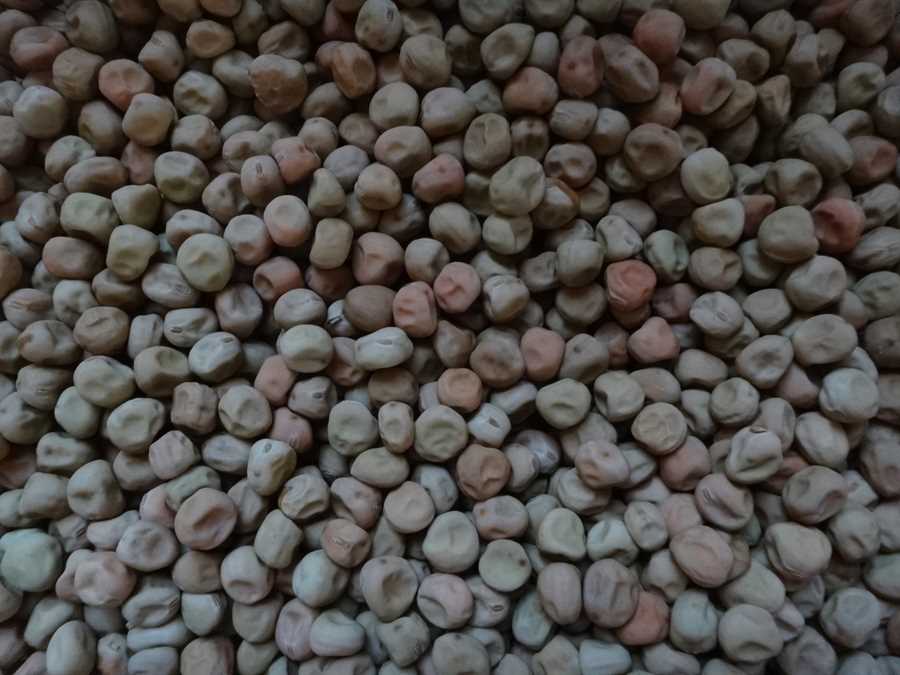 Capucijner pea - Image 2