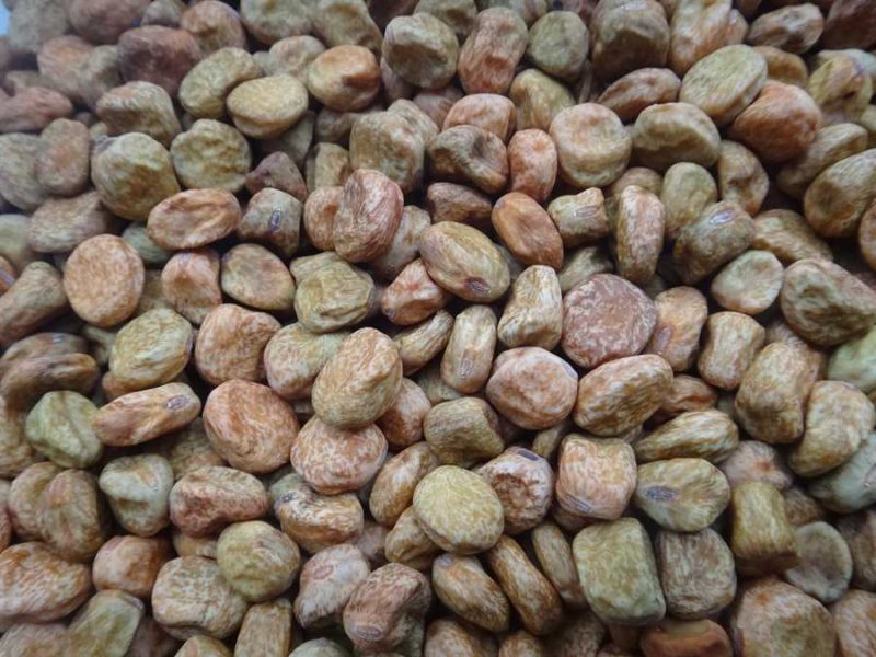Capujineer pea