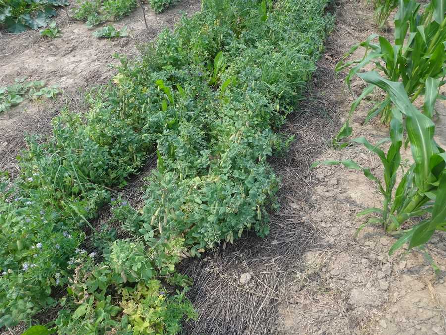Capujineer pea - Image 2