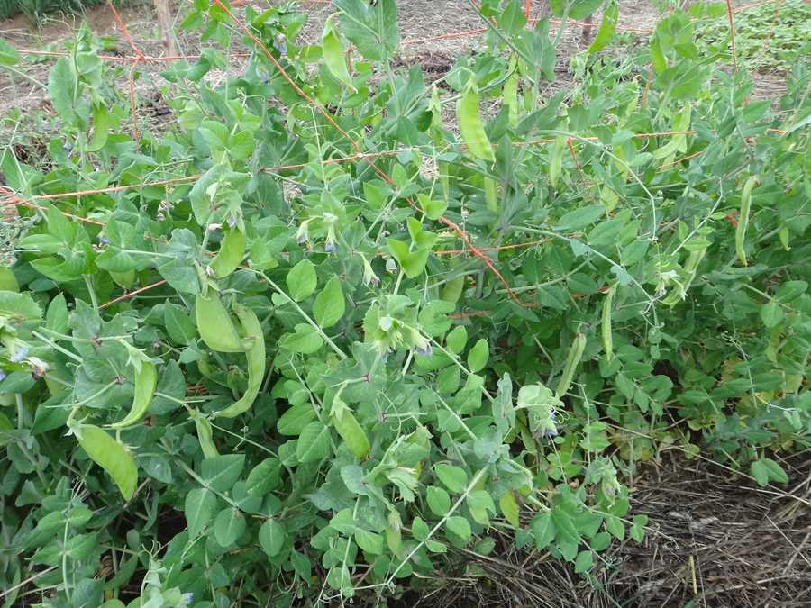 Carouby de Maussane pea - Image 2