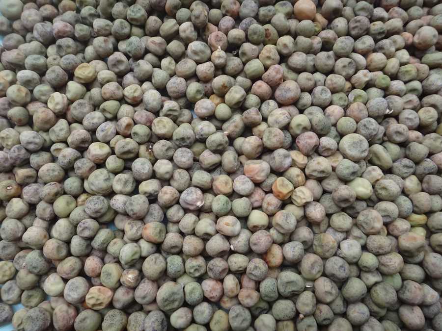 Carouby de Maussane pea - Image 3