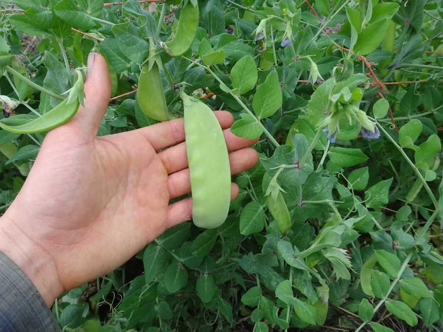 Carouby de Maussane pea - Image 4