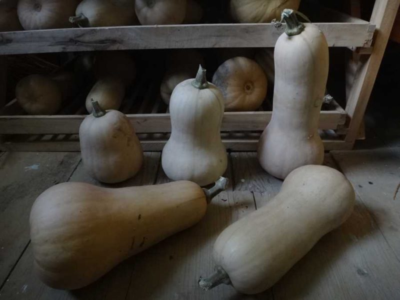 Carrick Combination Butternut squash