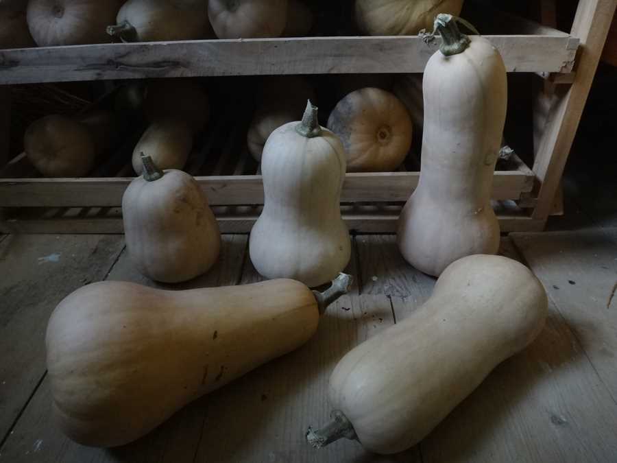 Carrick Combination Butternut squash