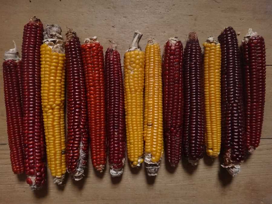 Cascade Ruby-Gold flint corn - Image 4