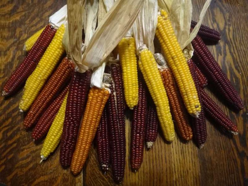 Cascade Ruby-Gold flint corn