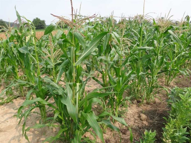 Corn