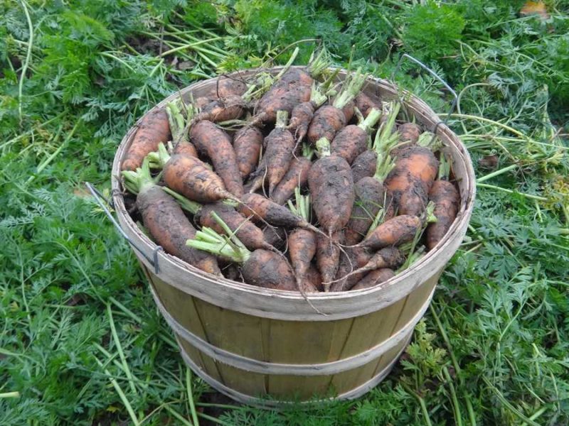 Chantenay Red carrot
