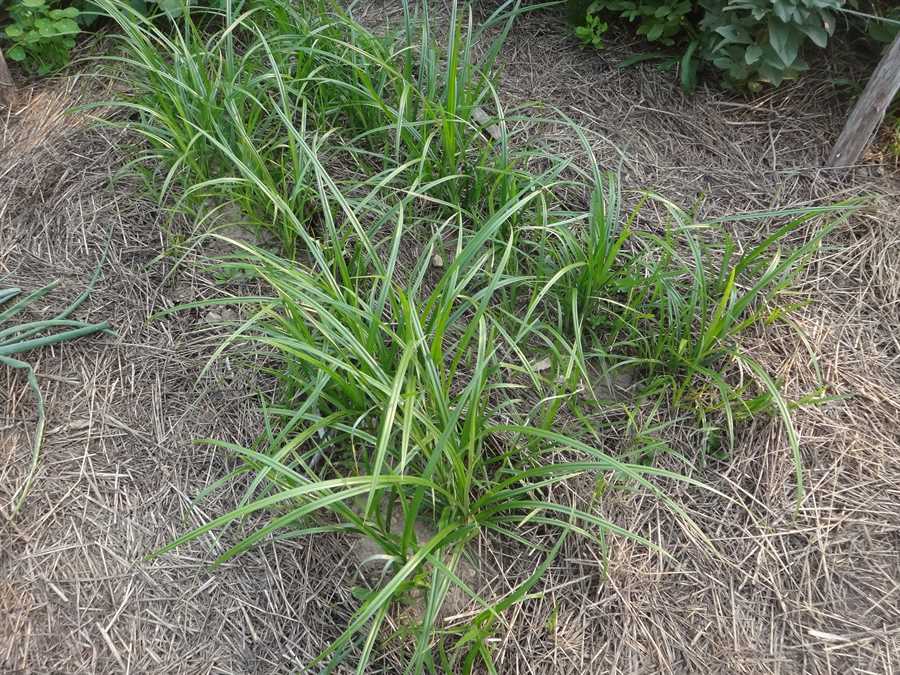 Chufa - Image 3