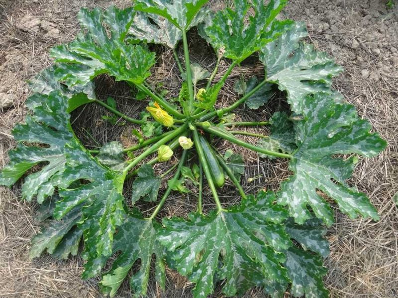 Squash