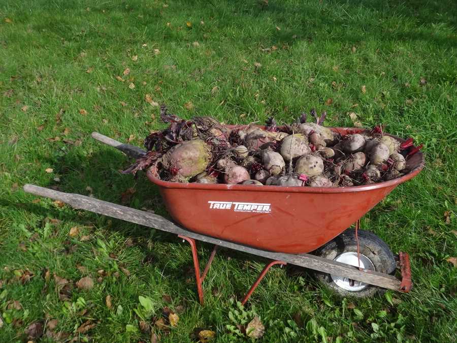 Detroit Dark Red beet - Image 3
