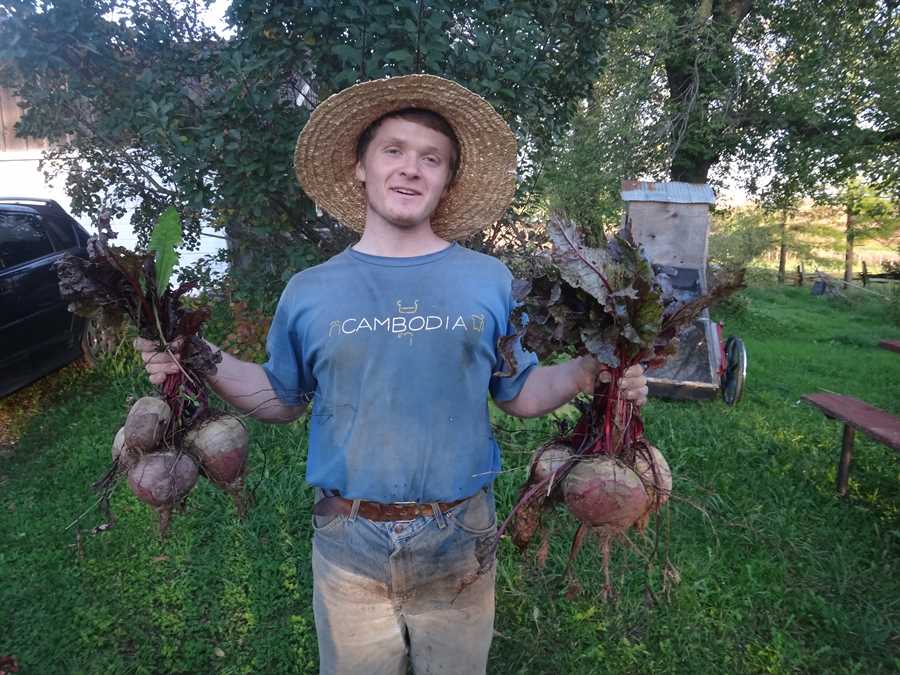 Detroit Dark Red beet - Image 2
