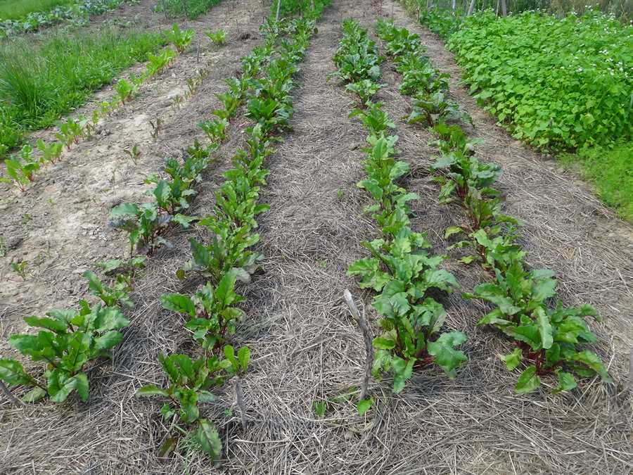 Detroit Dark Red beet - Image 4