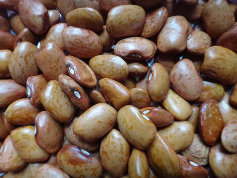 Dolloff bean
