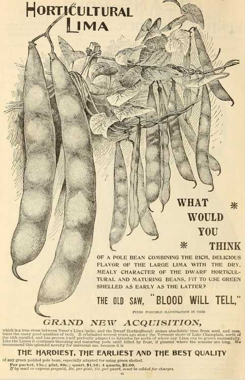 Dolloff bean - Image 4