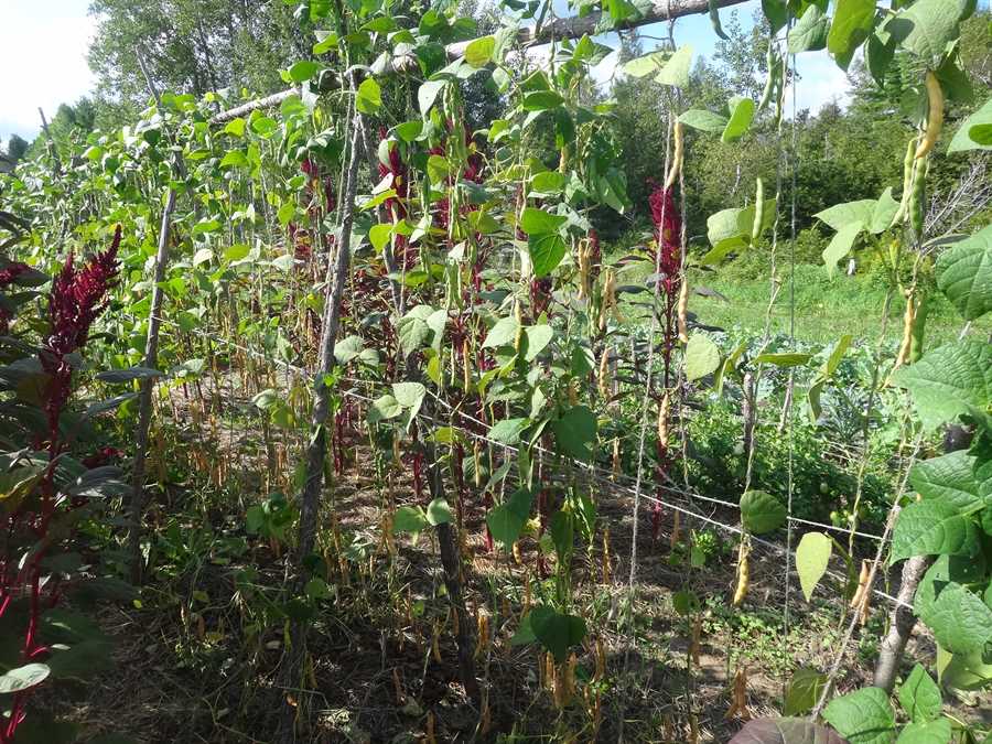 Dolloff bean - Image 3