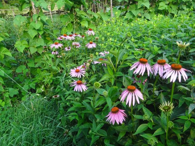 Purple Coneflower/ Echinacea