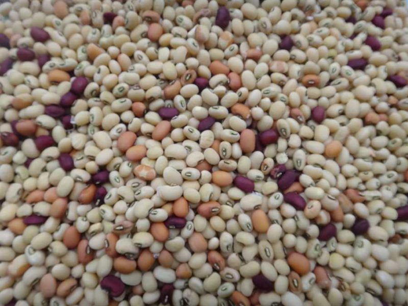 Fagiolina del Trasimeno cowpea