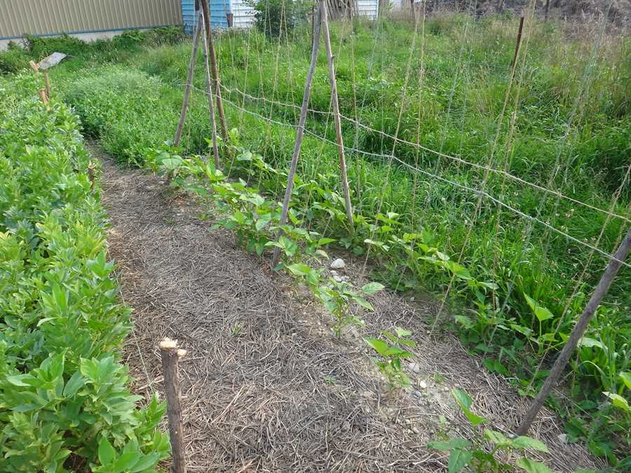 Fagiolina del Trasimeno cowpea - Image 3