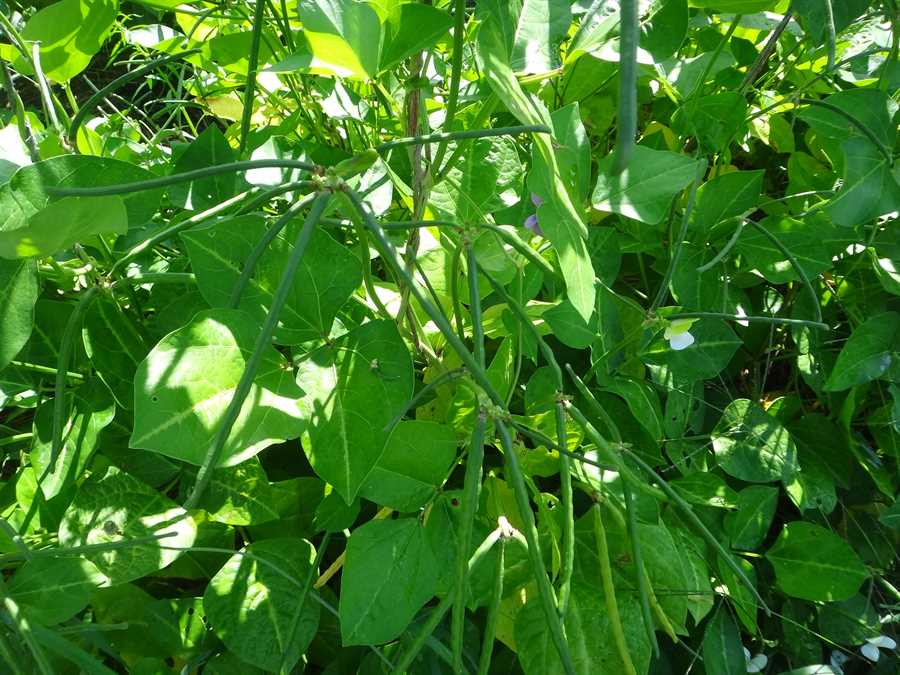 Fagiolina del Trasimeno cowpea - Image 2