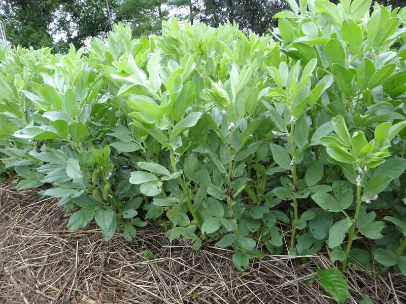 Favas