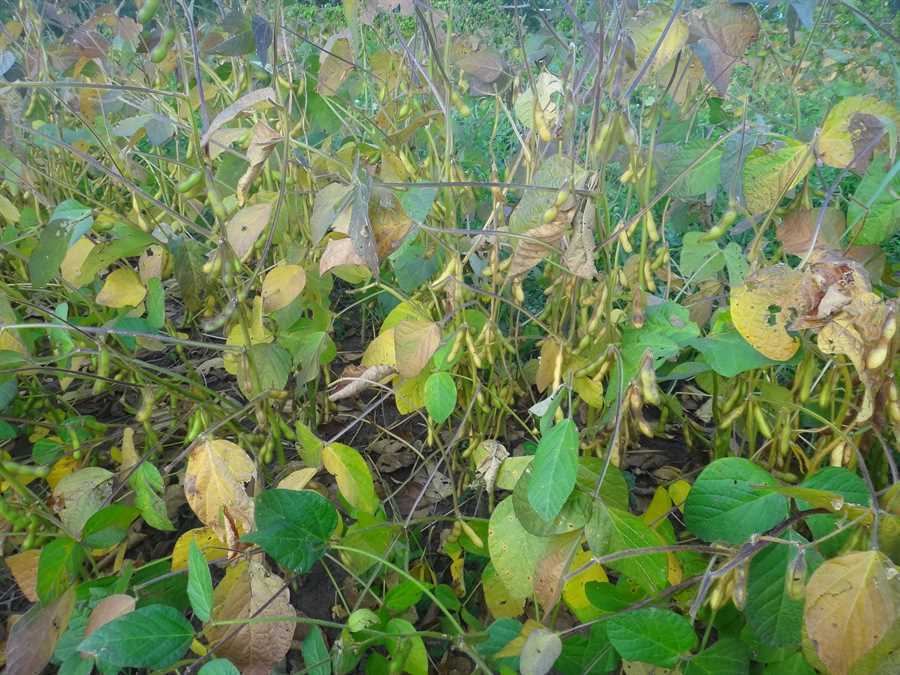 Sir Purr's Yellow soybean - Image 3