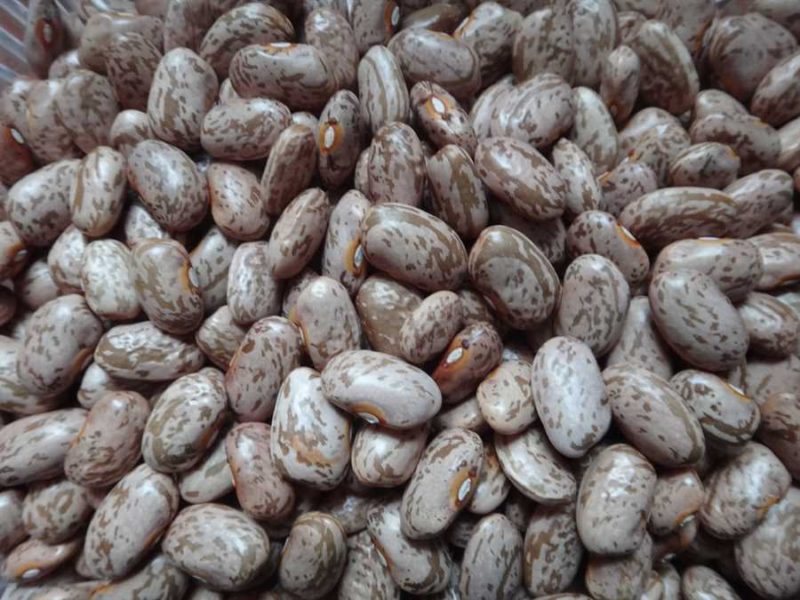 Ga Ga Hut Pinto bean