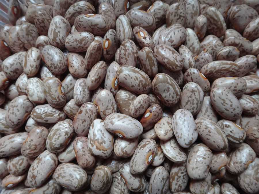 Ga Ga Hut Pinto bean